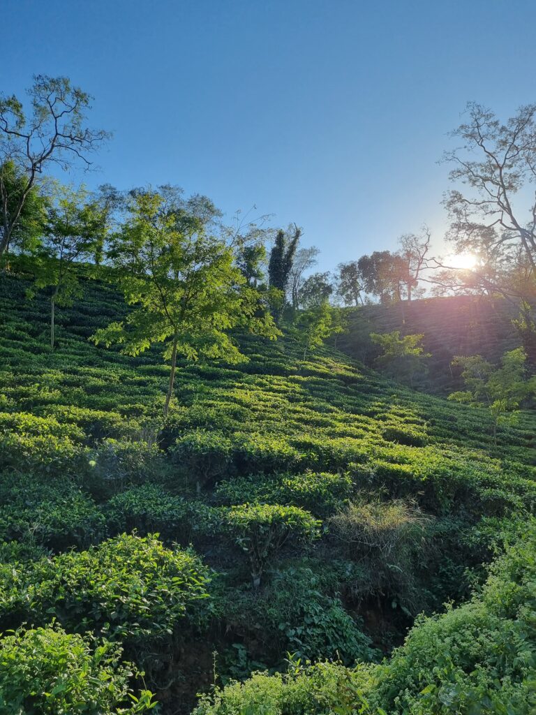 Assam tea supplier from India providing export solution