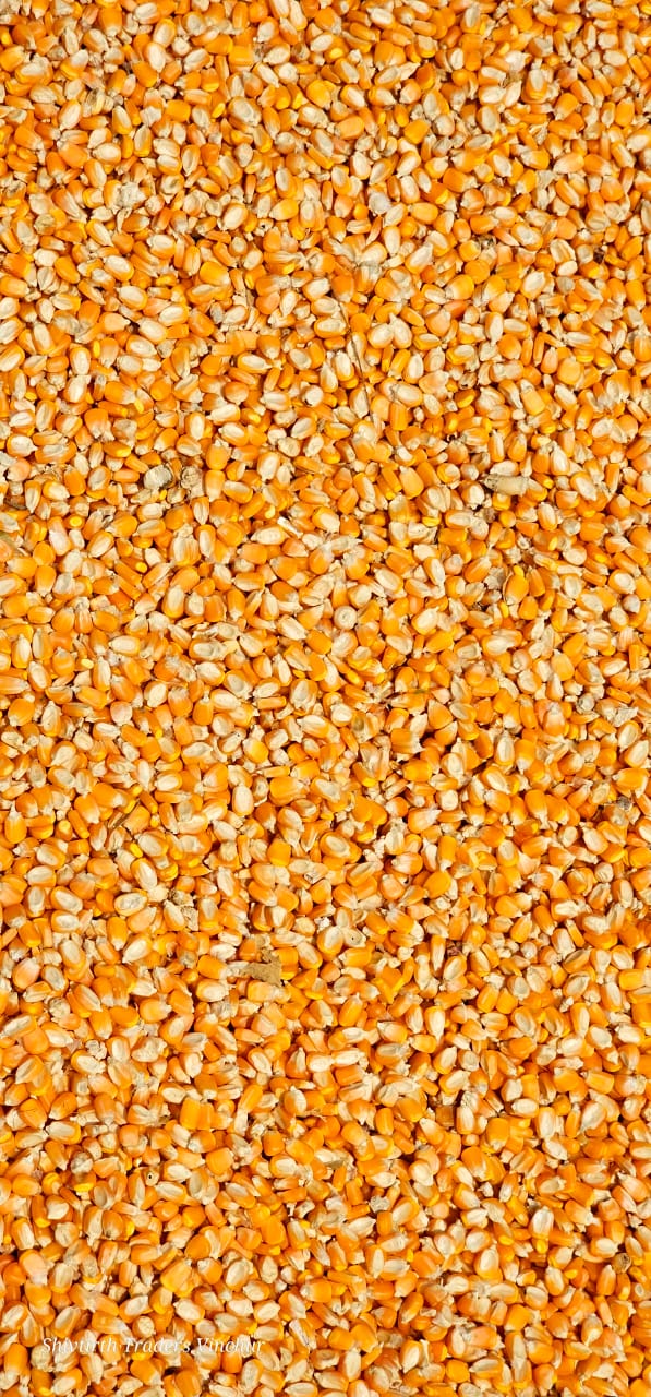 corn-maize-india-export-wholesale