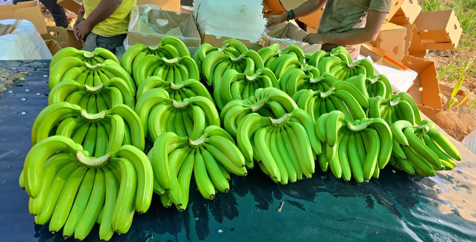 High-quality fresh bananas from India for export markets