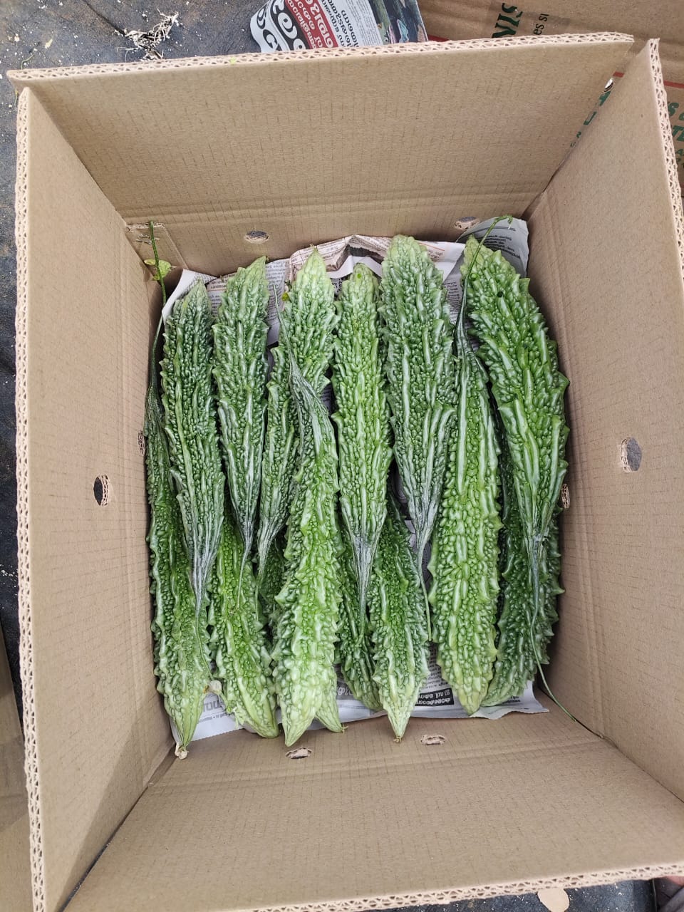Fresh bitter gourds from India available for wholesale export