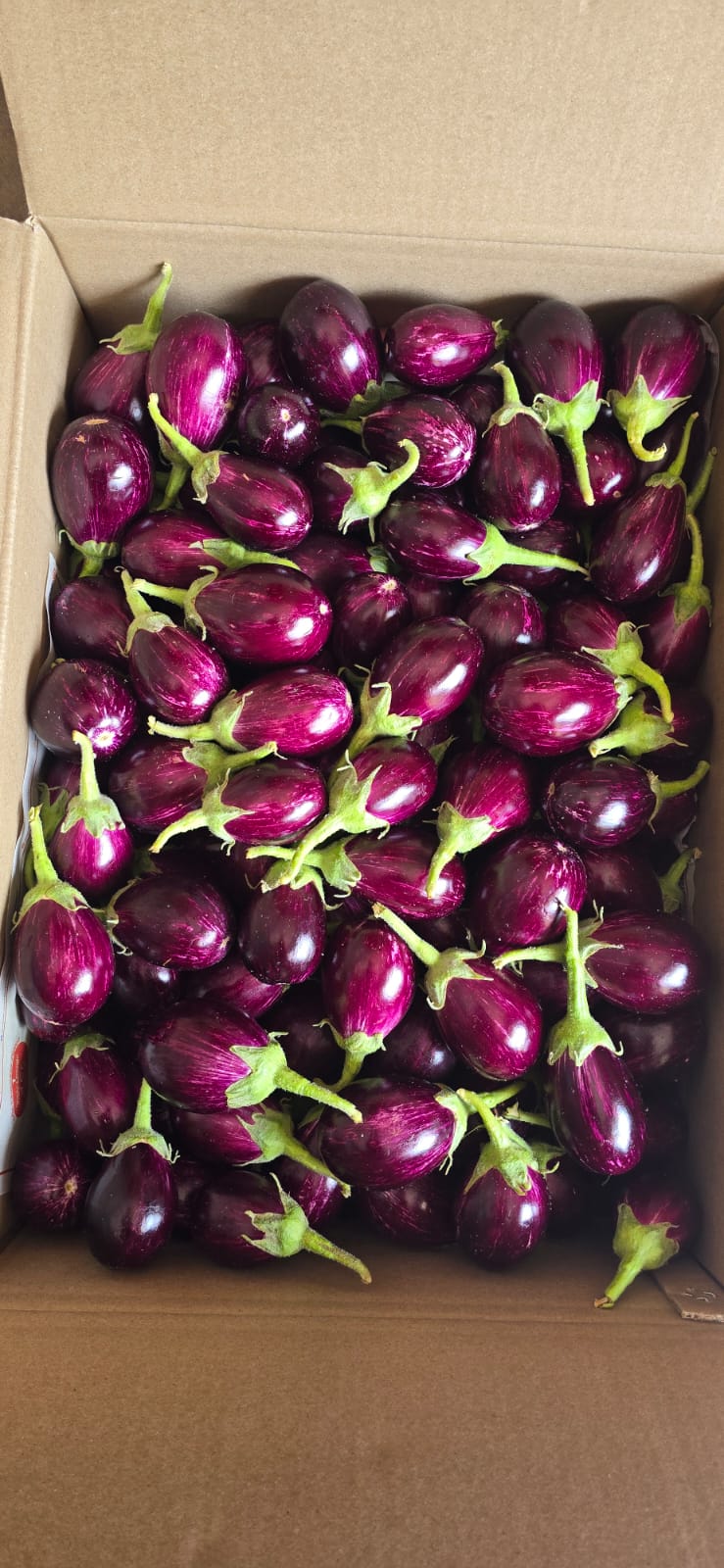 High-quality fresh brinjals from India for export