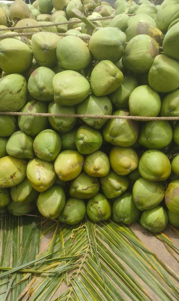 Fresh coconuts from India available for wholesale export