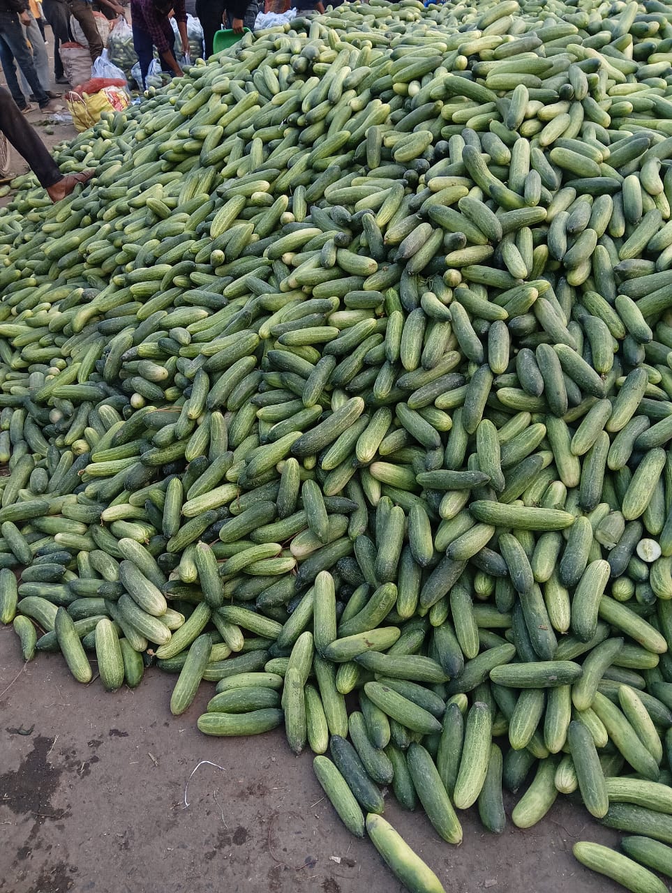 Fresh cucumbers from India available for wholesale export
