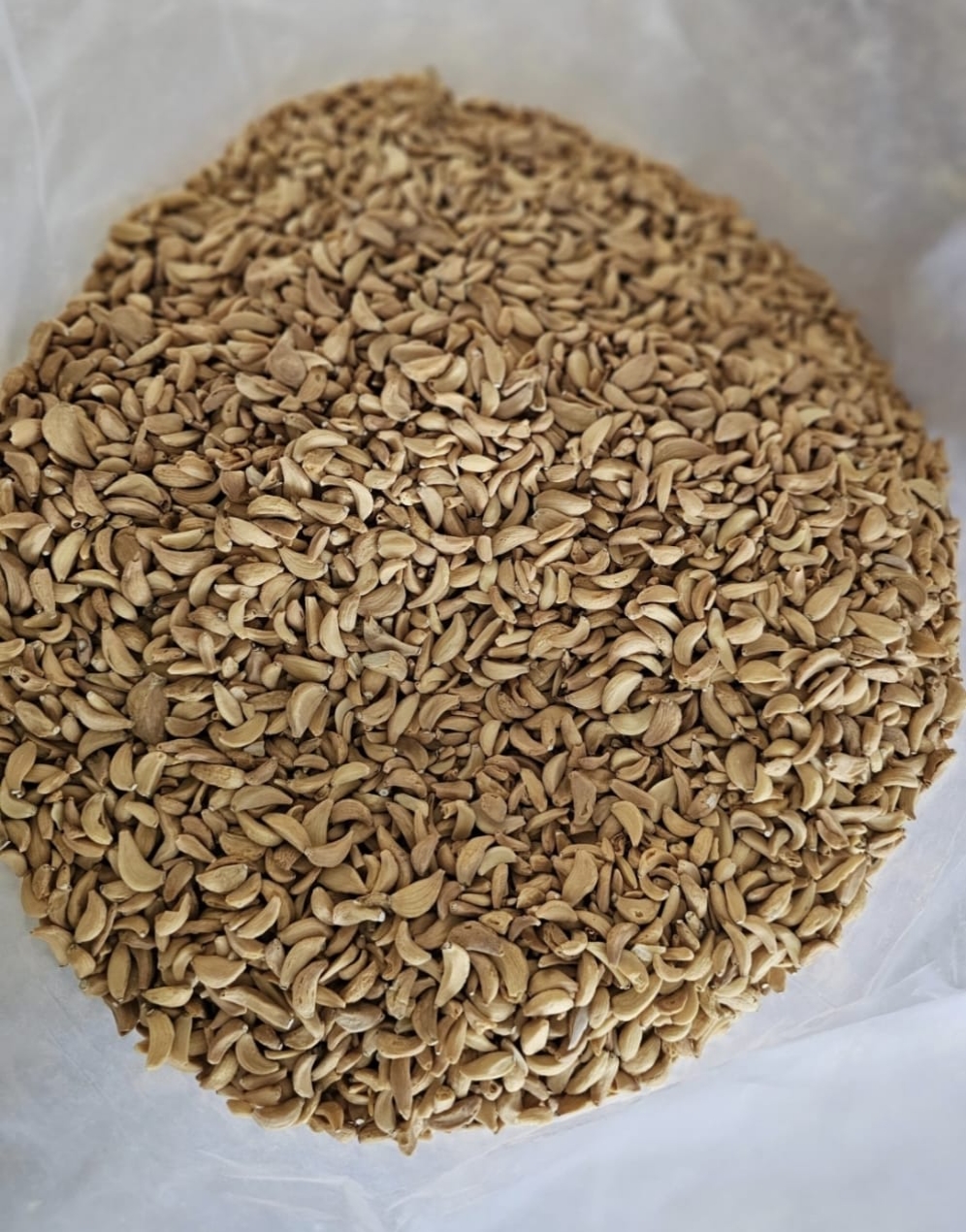 High-quality fresh garlic from India for export