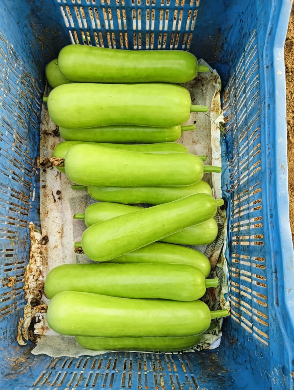 Fresh gourds from India supplied for international export