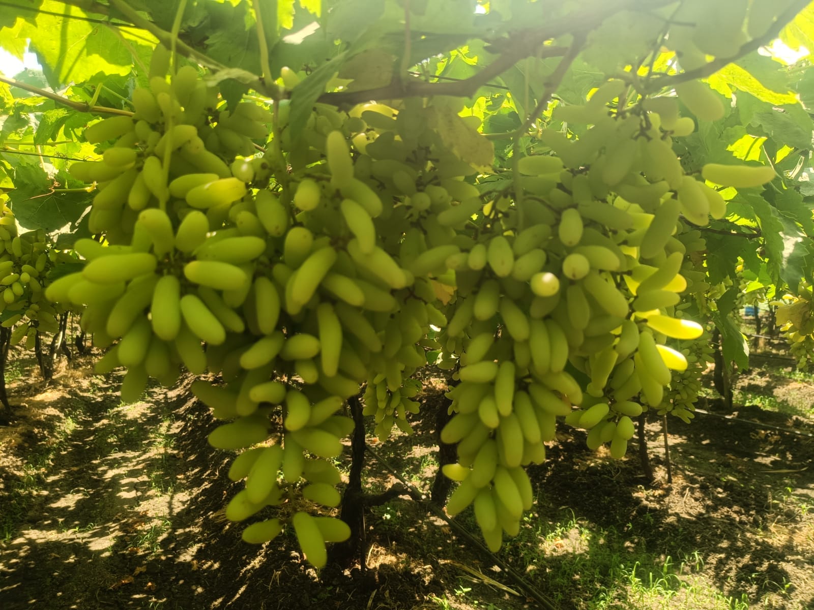 Fresh grapes from India supplied for wholesale export