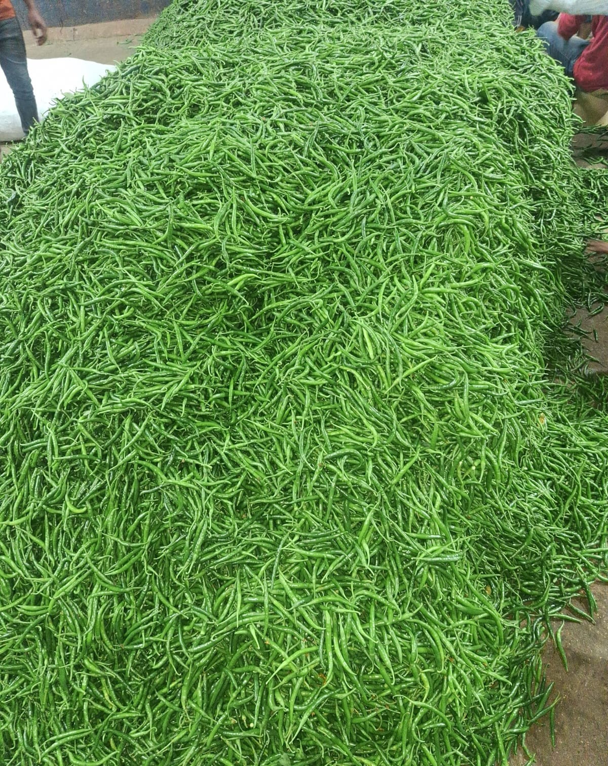 “Fresh green chillies from India supplied for international export