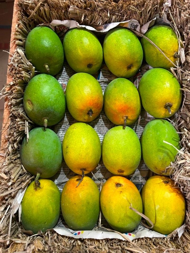 Premium quality fresh mangoes from India for export