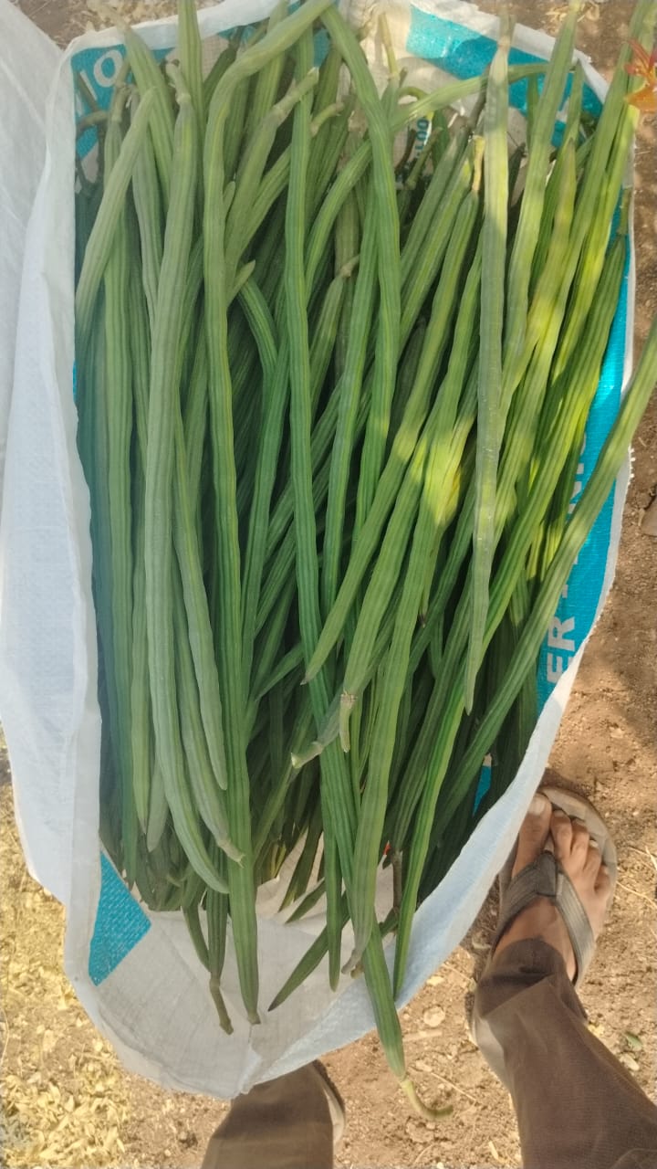 “Premium quality fresh moringa from India for export markets