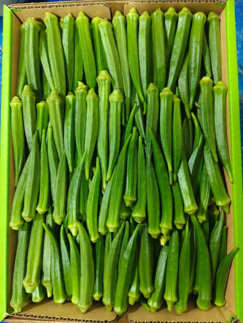 Premium quality fresh okra from India for export markets