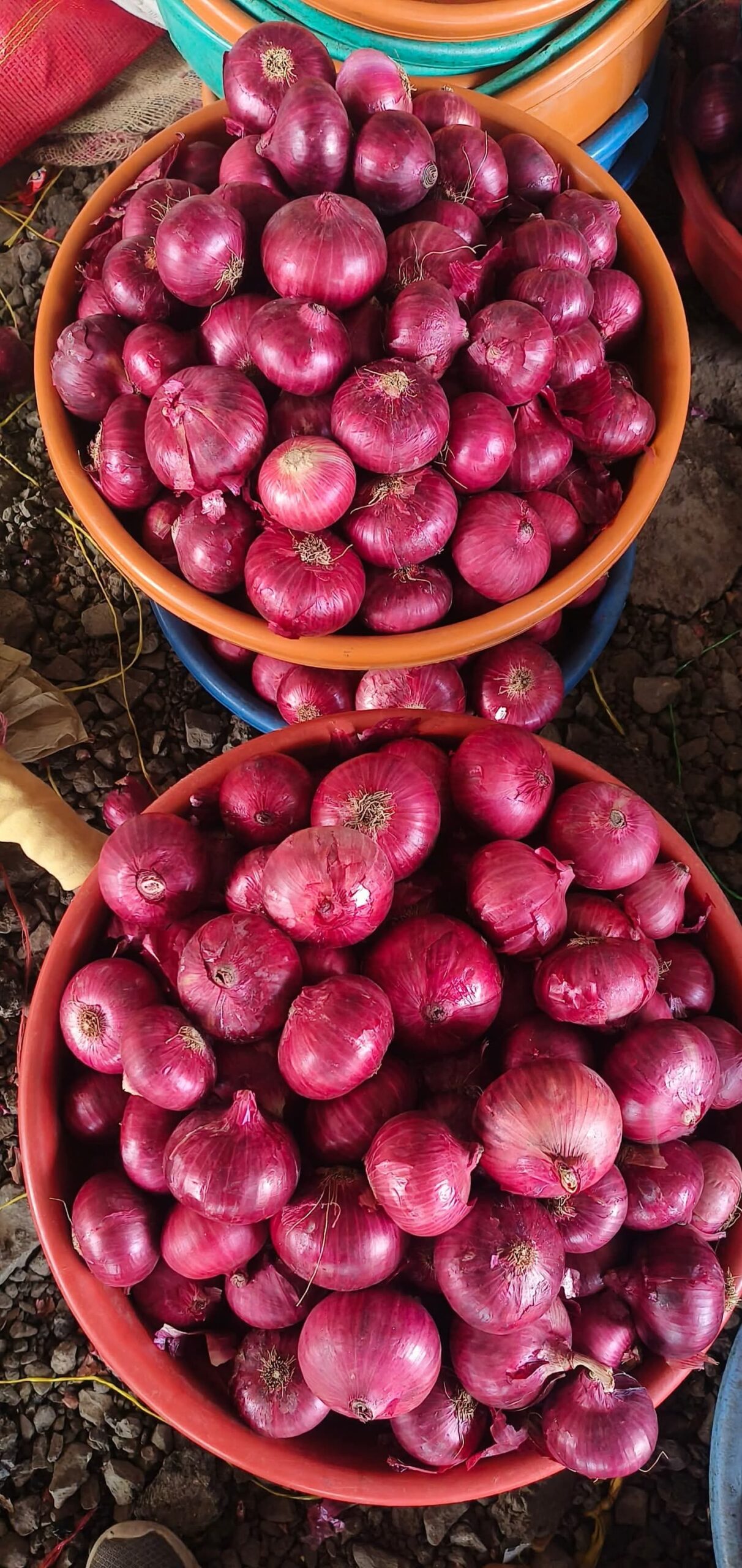Fresh onions from India supplied for international export markets