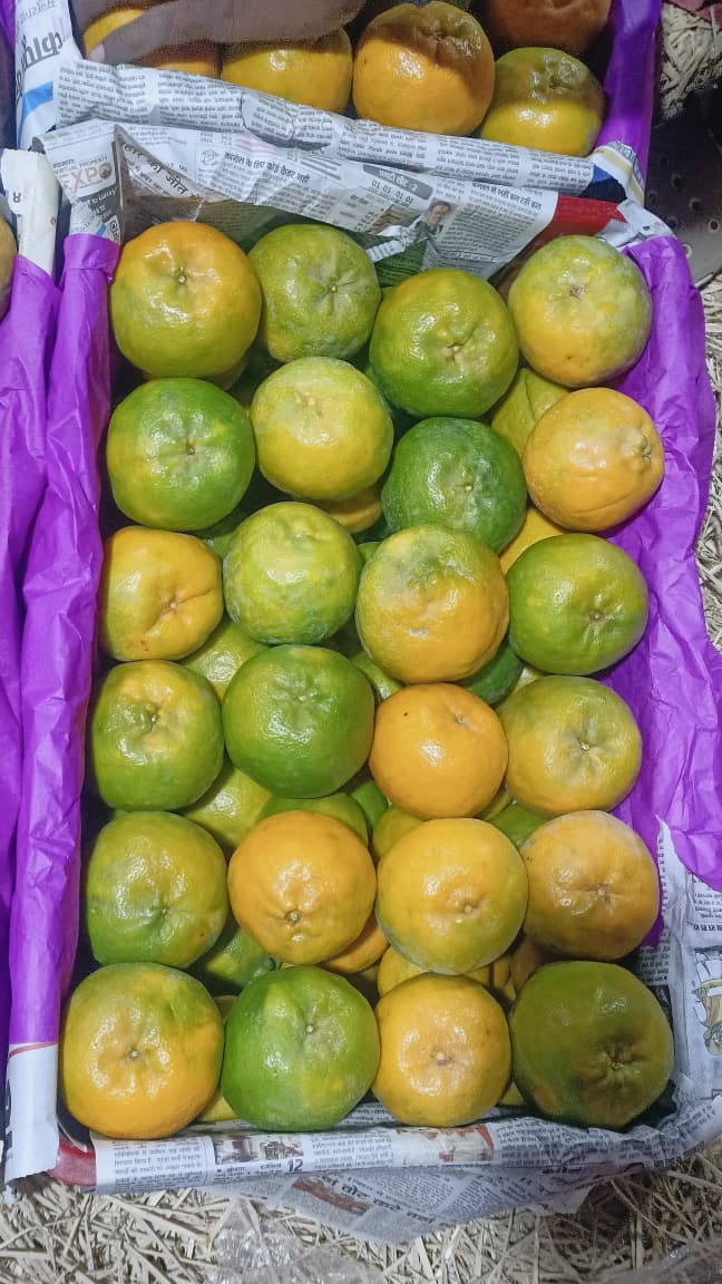 Fresh oranges from India supplied for global export markets