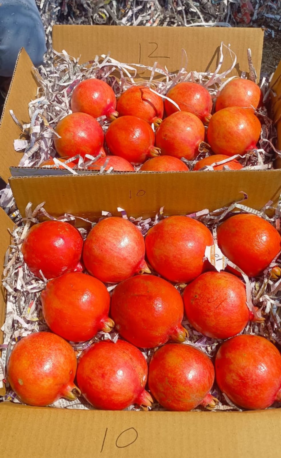 High-quality fresh pomegranates from India for export