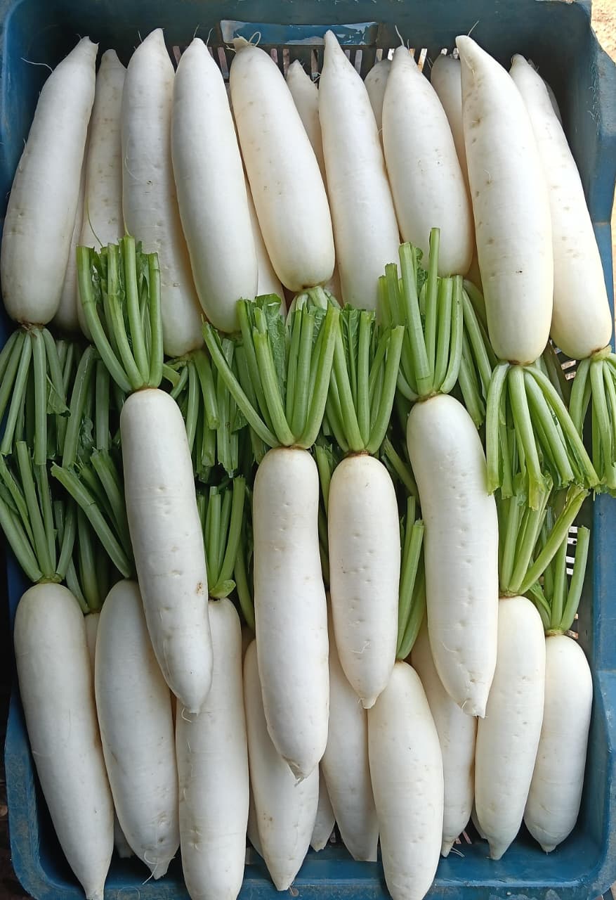 Fresh radishes from India supplied for wholesale export