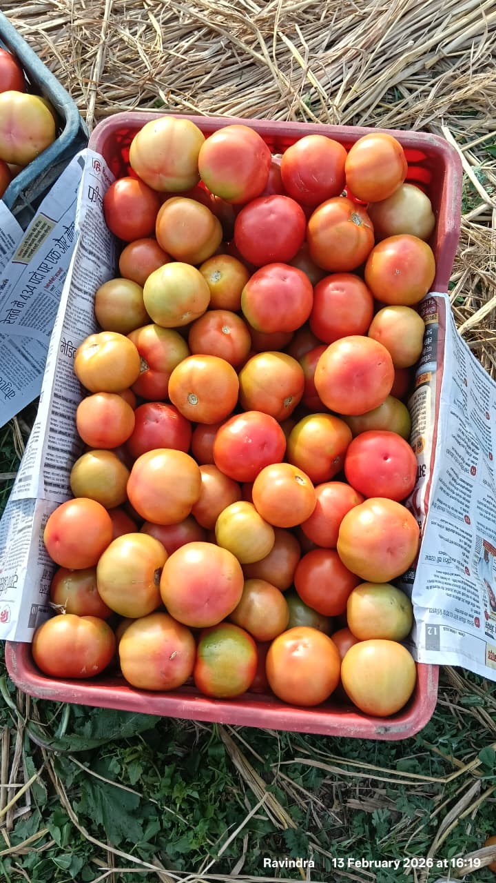 High-quality fresh tomatoes from India for export