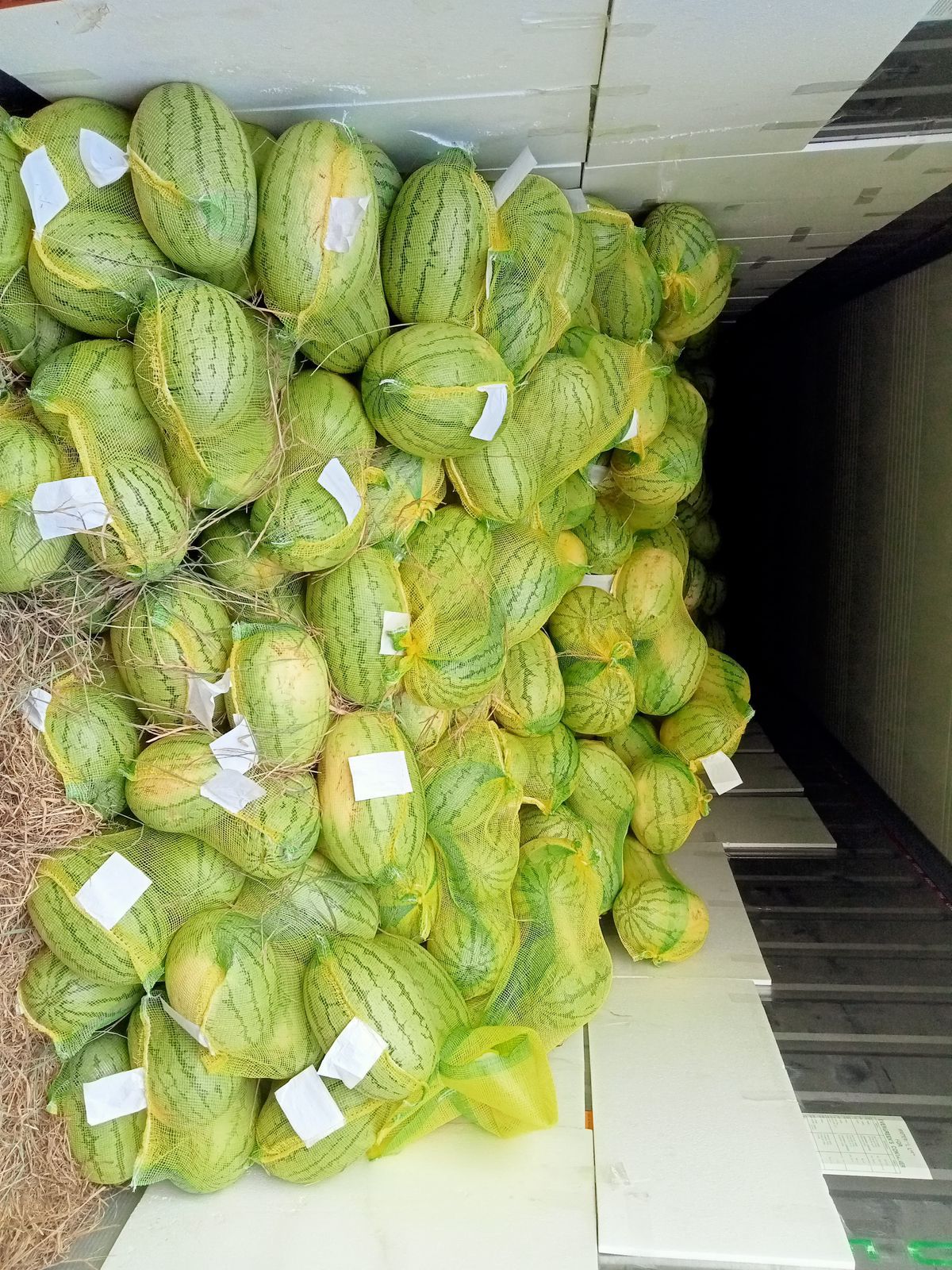 Fresh watermelons from India supplied for international export