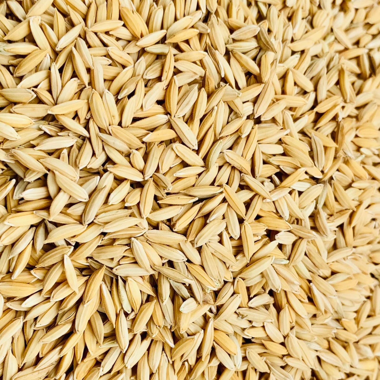 paddy-rice-india-export-supplier