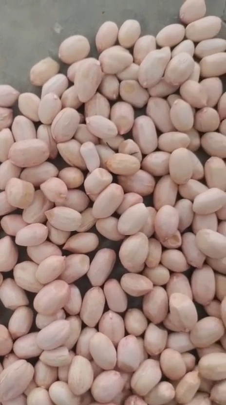 peanut-india-export-quality