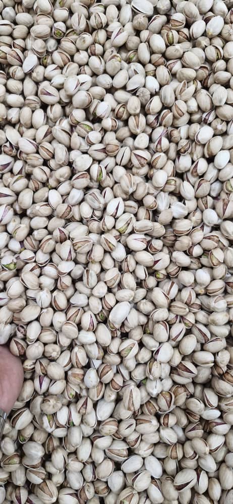 pistachio-india-export-premium