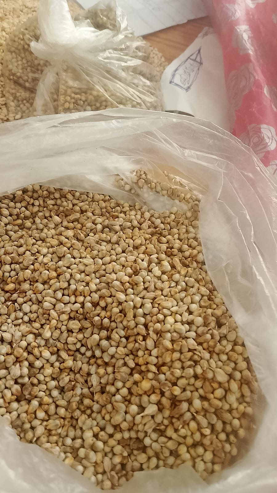 sorghum-india-export-quality
