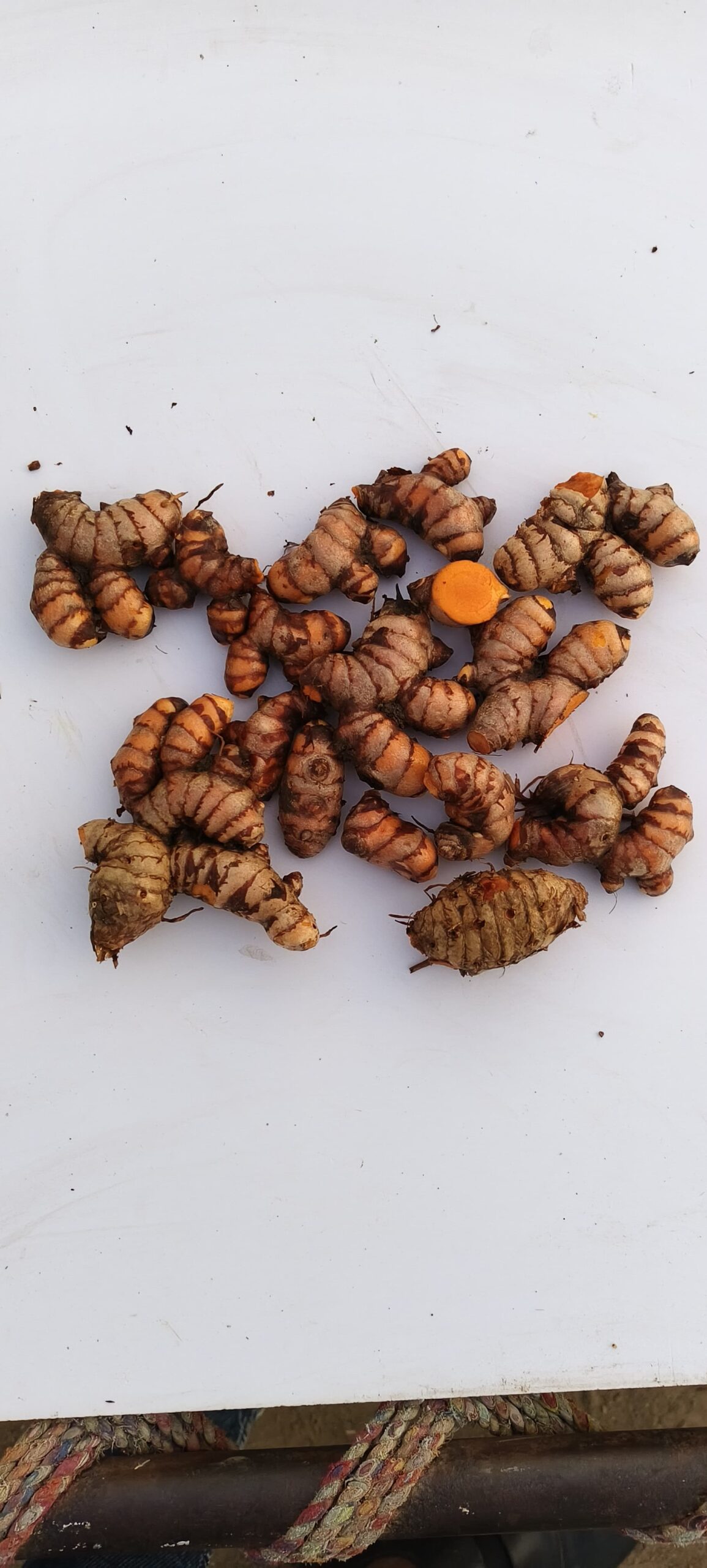 Turmeric from India supplied for wholesale export markets