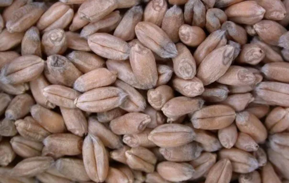 wheat-grains-india-export-wholesale